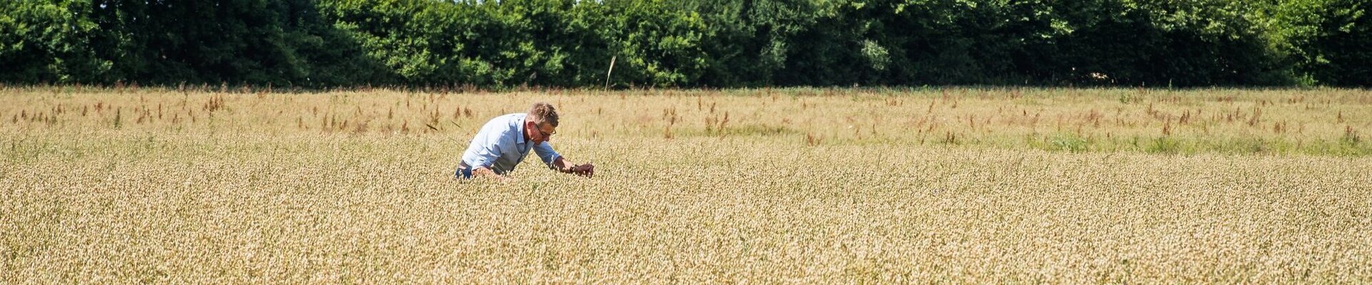 Qualitätsprüfung im Haferfeld